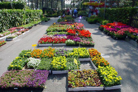 Lignano in fiore