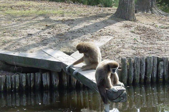 Parco Zoo Punta Verde